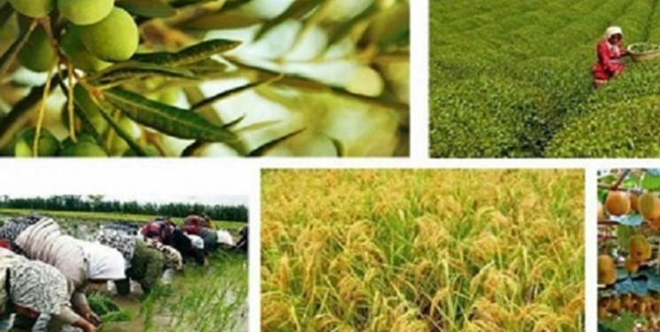 صادرات محصولات کشاورزی بازهم رکورد زد