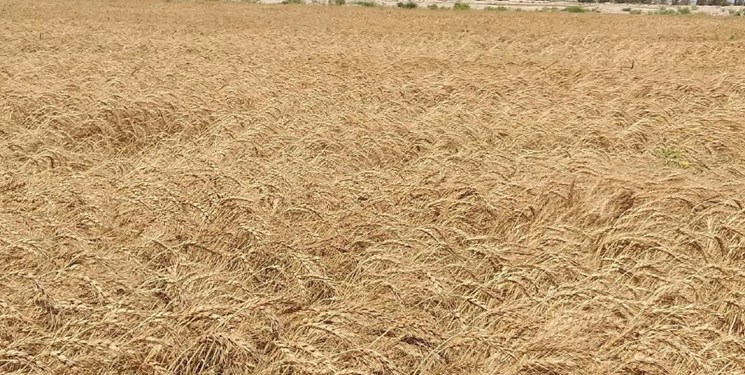 خرید گندم مازاد بر نیاز کشاورزان از ۸ میلیون تن گذشت