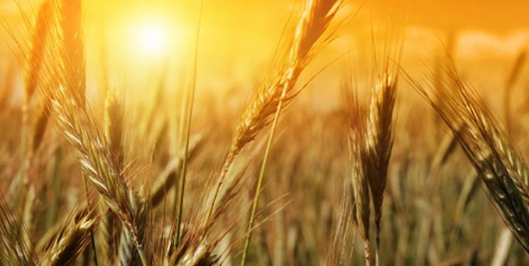 خرید گندم از 8 میلیون تن گذشت