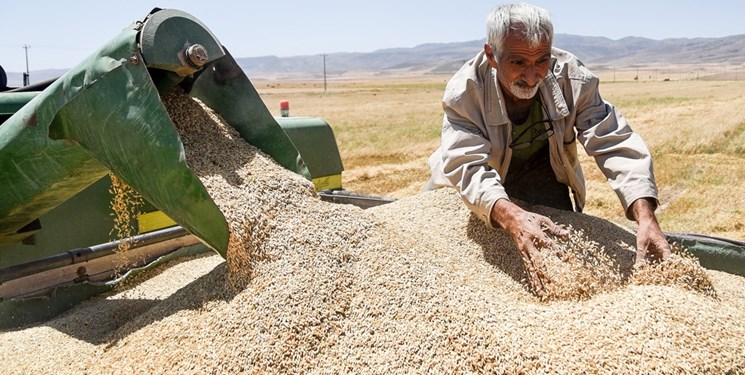 دولت گندم را حداقل به نرخ قیمت جهانی باید خریداری کند