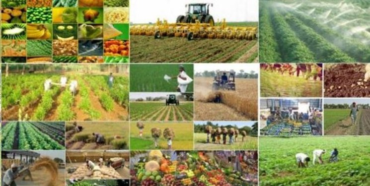 جزئیات قیمت محصولات کشاورزی در بهار 99/ عدس 106 درصد گران شد