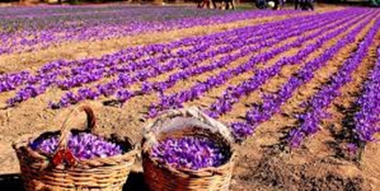 تشکیل کارگروه ویژه زعفران در سازمان توسعه تجارت ایران