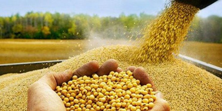 وعدههای بیفرجام مسئولان برای تأمین خوراک دام/ سویا کیلویی 13 تومان هم پیدا نمیشود