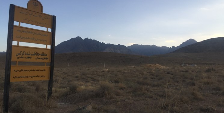 خام فروشی و تخریب کرکس کوه در سایه بلاتکلیفی طرح حفاظت محیط زیستی