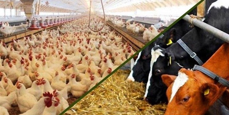 چالشهای توزیع و تأمین خوراک مرغداریهای کشور/کمیته مستقل بازرسی تشکیل شود