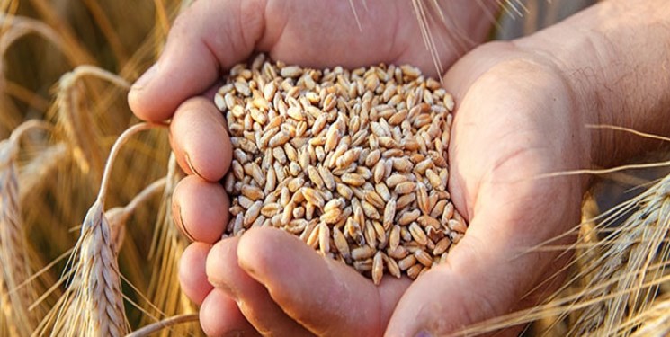 افزایش 7.5 دلاری قیمت گندم در بازار جهانی/ زنگ هشدار به دولت برای بازنگری در نرخ خرید تضمینی