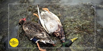 فریدون‌کنار، قتلگاه پرندگان مهاجر