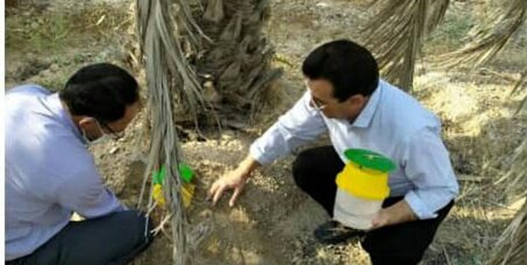 استفاده از استارتاپها در ردیابی آفت با همکاری فائو