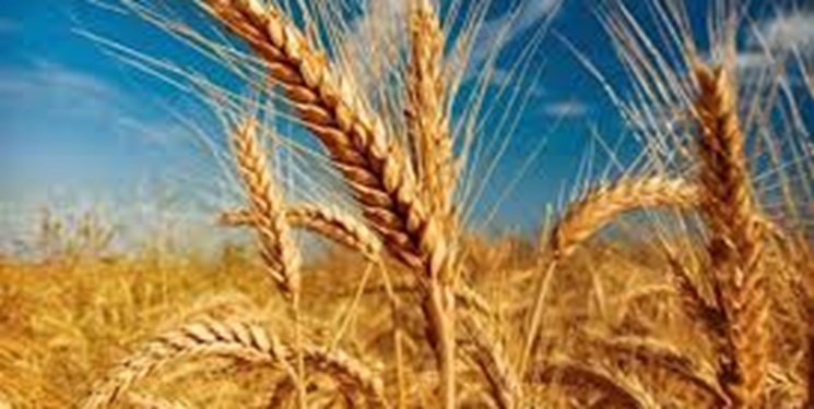 افزایش ۷ درصدی کشت گندم آبی و ۴ درصدی گندم دیم