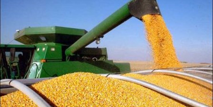 افزایش قیمت خوراک دام و طیور در بازارجهانی