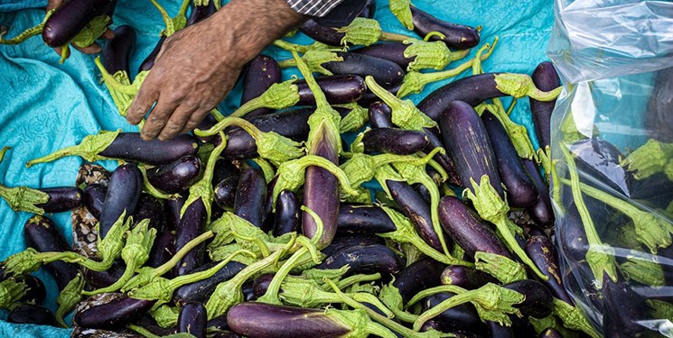 5 راهکار مغفول در بخش کشاورزی/دور ریزی محصول کشاورزان کی پایان می یابد؟