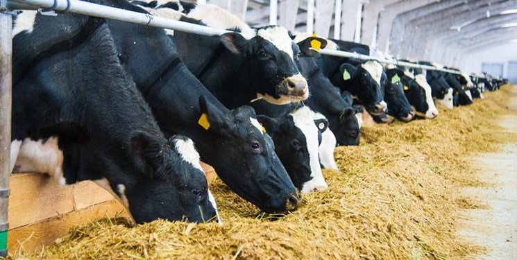 یک بازار نهاده دام با دو تعبیر از سوی مسئولان