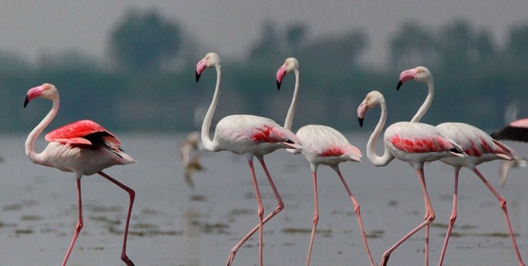 این بیابان روزگاری خانه ۲۰ هزار پرنده بود