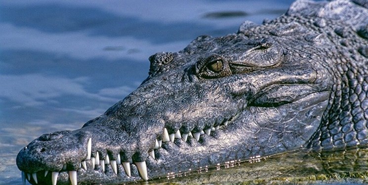 آخرین وضعیت جست و جو برای یافتن تمساح پایتخت نشین/تمساح در هوای سرد دوام می آورد؟