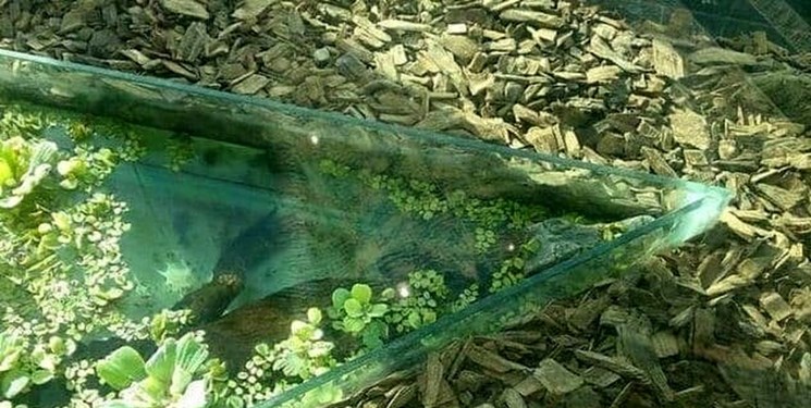 نگهداری از تمساح درمرکز خرید لاکچری/ رسیدن به دلالان پلنگ با نیم ساعت گردش در فضای مجازی!