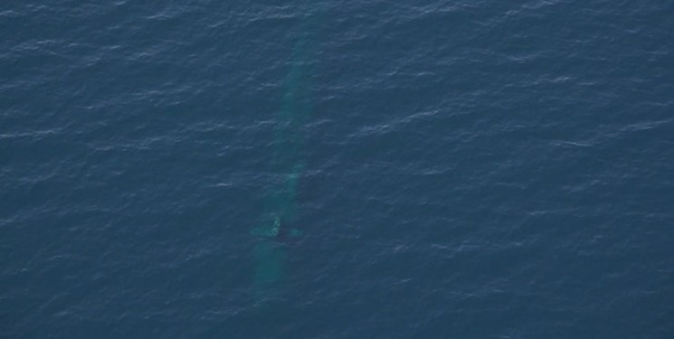 رصد زیردریایی بیگانه در رزمایش اقتدار دریایی 99 نداجا