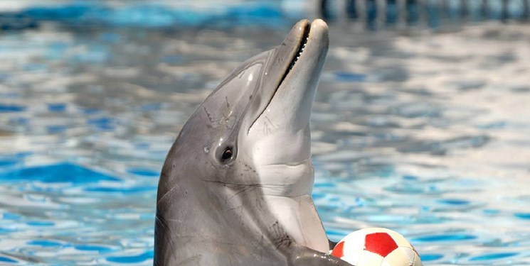 انتقال تنها دلفین برج میلاد به کیش/ دلفیناریوم به ایستگاه آخر رسید