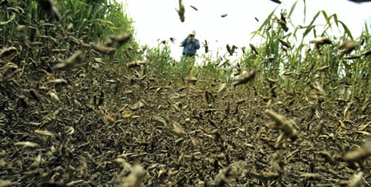 سازمان حفظ نباتات درباره حمله ملخ صحرایی به کشور هشدار داد
