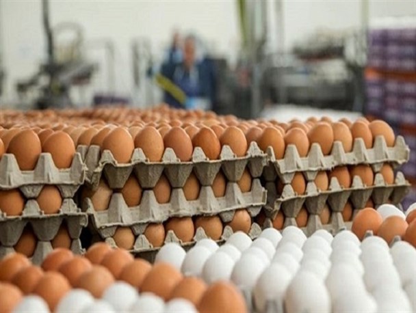 وزارت کشاورزی از مرغداران با خرید تضمینی تخم‌مرغ حمایت خواهد کرد