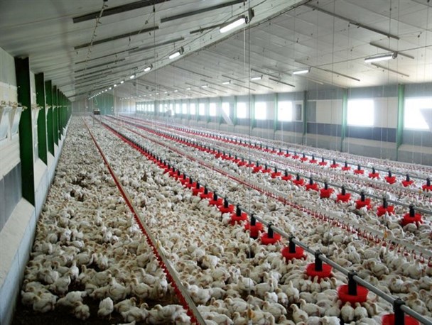 ناترازی عمیق در دخل و خرج صنعت مرغداری خراسان شمالی/ شماری از مرغداری‌ها از چرخه تولید بازماندند