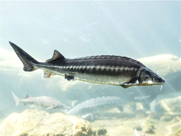 ممنوعیت صید تجاری ماهیان خاویاری خزر تمدید شد