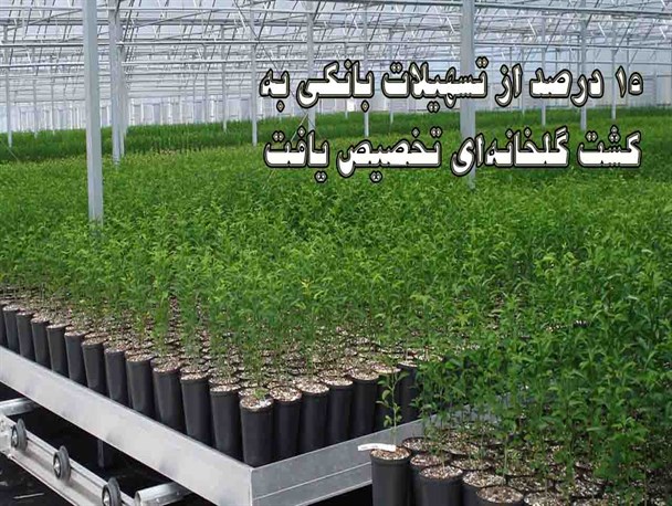 هیچ مانعی برای گسترش کشت گلخانه‌ای نداریم/ ۱۵ درصد از تسهیلات بانکی به گشت گلخانه‌ای تخصیص یافت