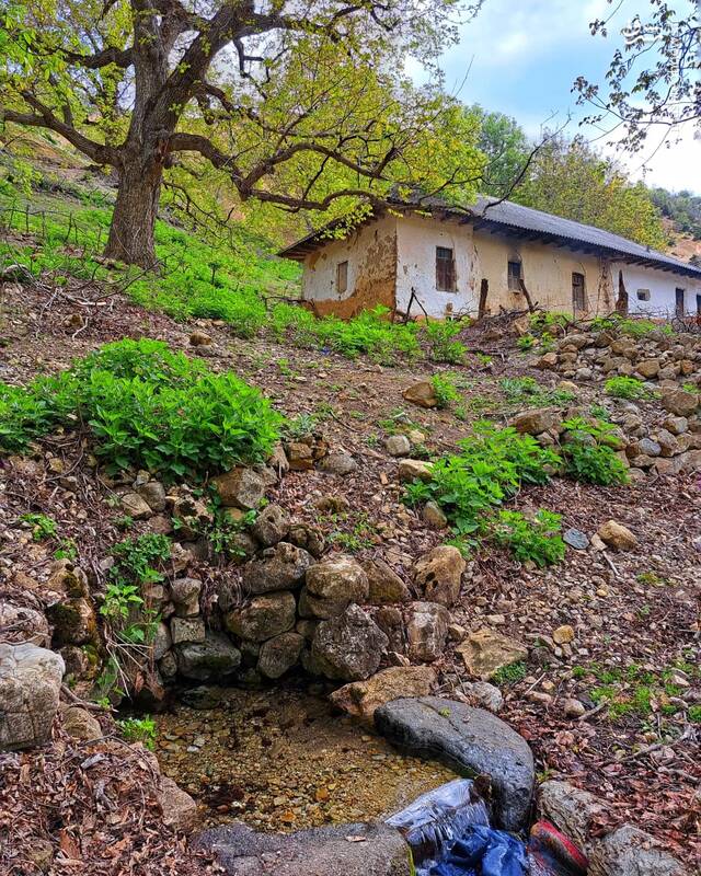 بهار دلانگیز در ارتفاعات گیلان