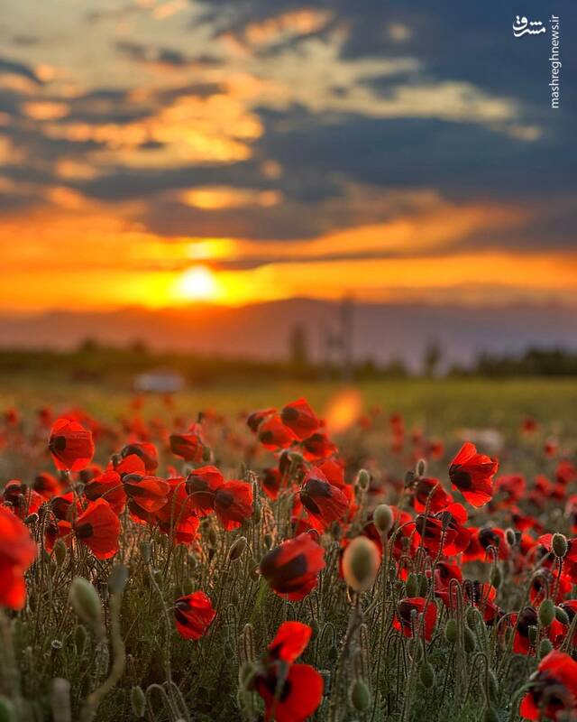 بهار مشگینشهر