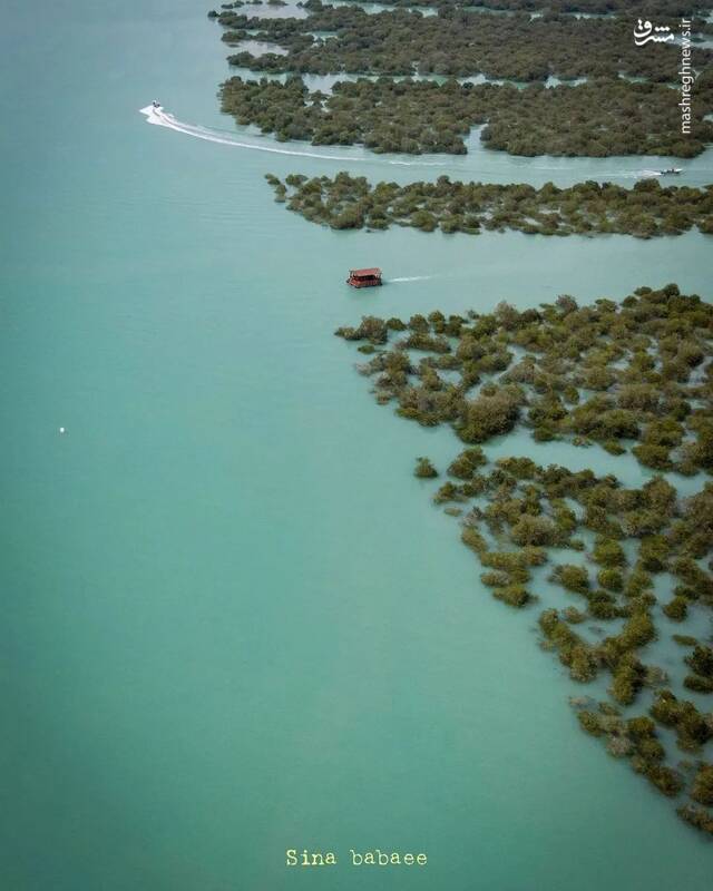 جنگل شگفتانگیز حرا، قشم